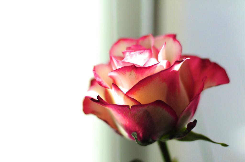 B&B Val Des Roses Bruges Exterior foto